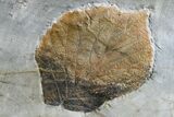 Two Fossil Leaves (Zizyphoides & Beringiaphyllum) - Montana #165008-1